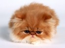 Vanessa,_Persian_Kitten.jpg