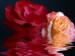 Year-End_Roses.jpg
